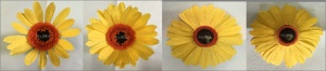     将剪好的若干张花瓣粘贴在花盘的周围（注意花瓣分布均匀，共粘贴2-3层花瓣），可参考向日葵花瓣的粘贴方法。