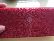 红色珍珠鱼长夹