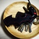 手染黑色蝙蝠钥匙扣
